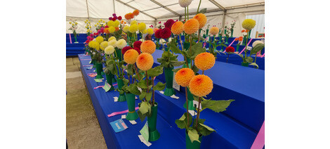 The Abercorn Southern Championship Dahlia Show 2024